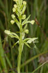 Green fringed orchid